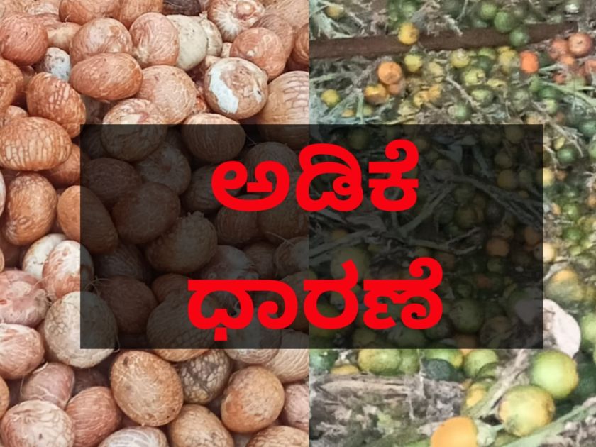 ಅಡಿಕೆ ಧಾರಣೆ | 19 ಜನವರಿ | ಚನ್ನಗಿರಿ, ಭೀಮಸಮುದ್ರ ಇತರೆ ಅಡಿಕೆ ಮಾರುಕಟ್ಟೆ ವಿವರ